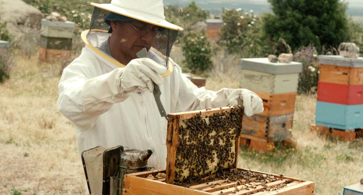 Unión Europea anuncia prohibición de pesticidas que afecten a las abejas - abejas-miel-apicultor