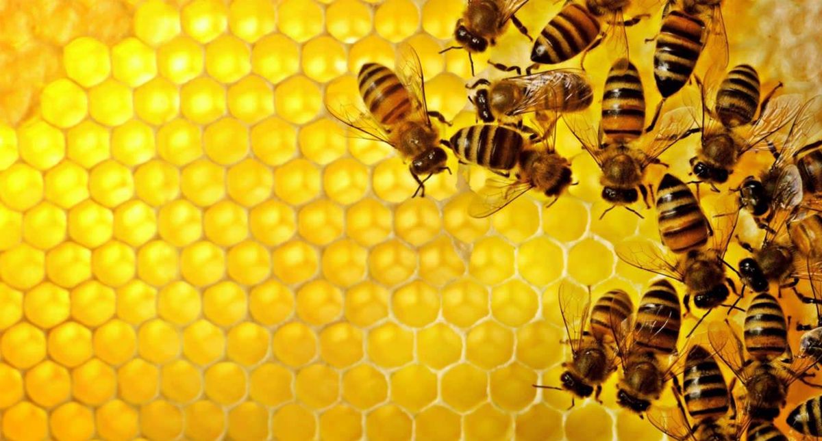 Proponen proyecto para mitigar mortandad de abejas en Chiapas