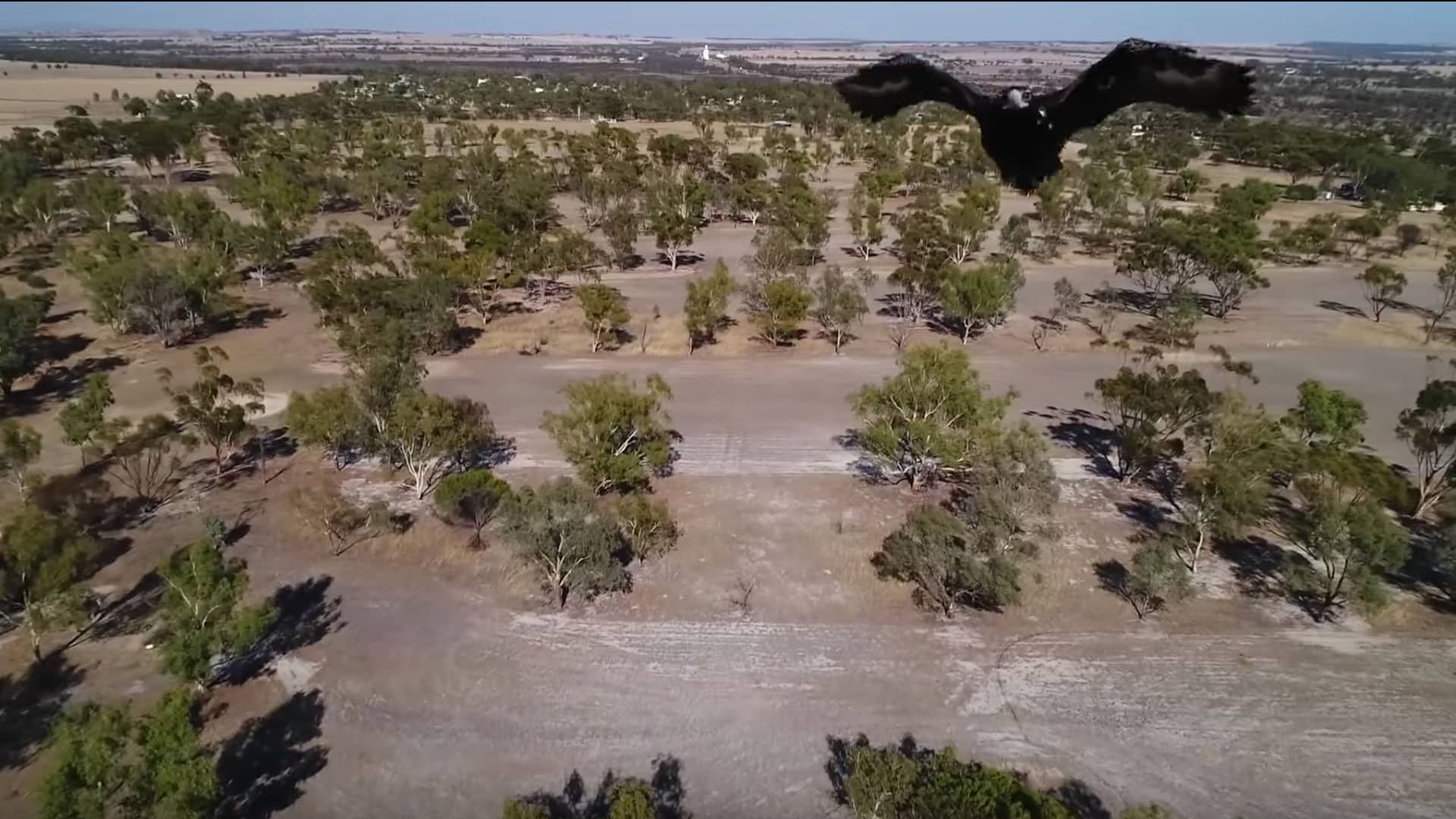 #Video Águila ataca a dron en pleno vuelo