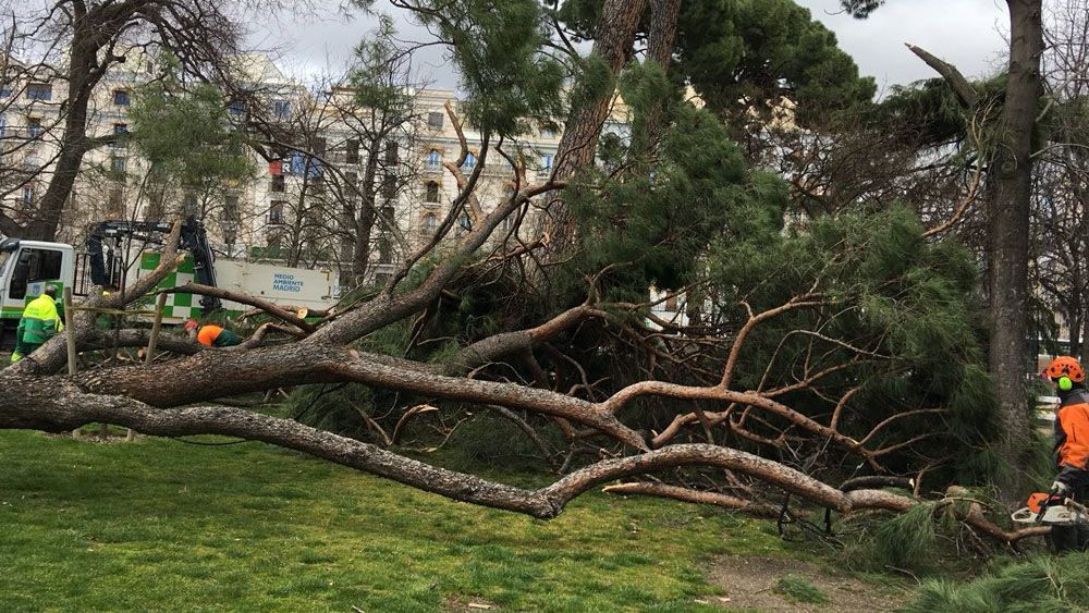 Muere niño de cuatro años en Madrid tras caerle árbol