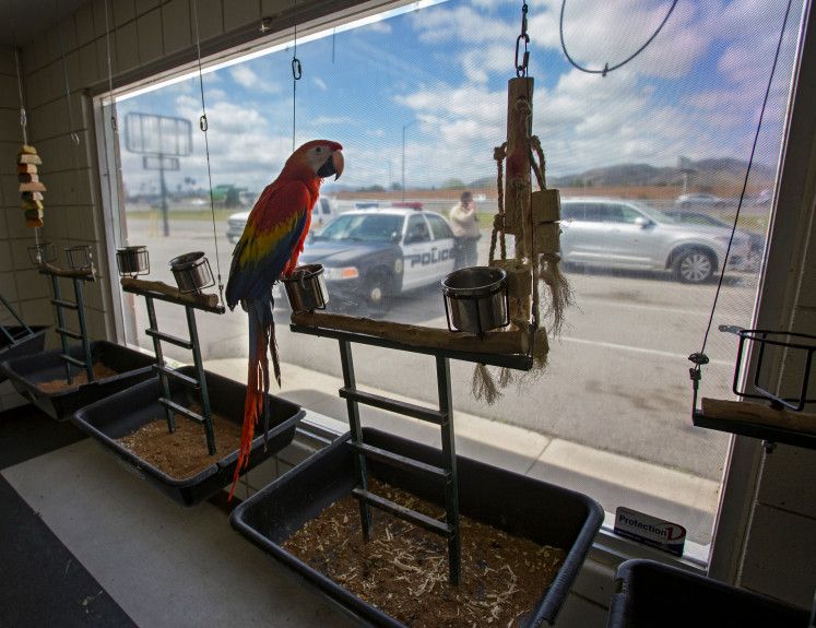 Roban seis aves valuadas en miles de dólares