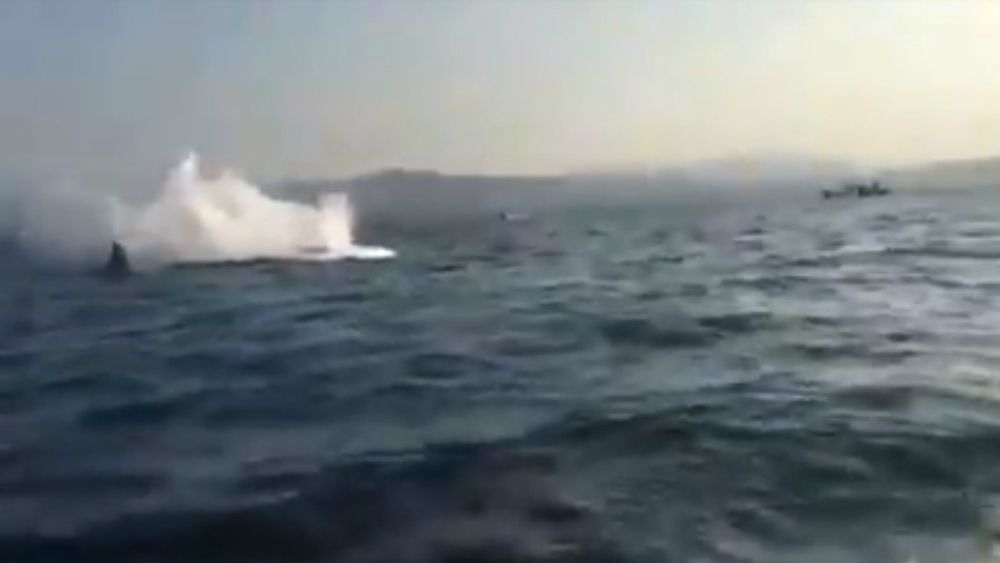 #Video Ballena embiste a embarcación en Puerto Escondido