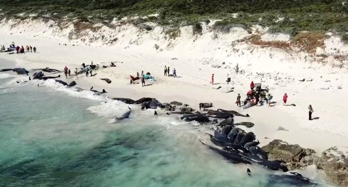 Más de 150 ballenas encallan en playa de Australia