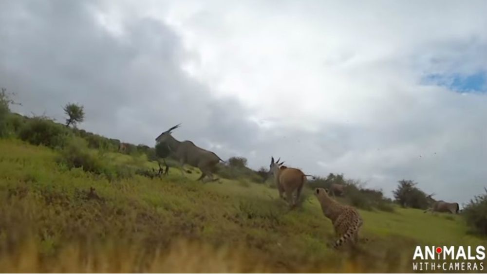 #Video Así intentan cazar chitas a sus presas