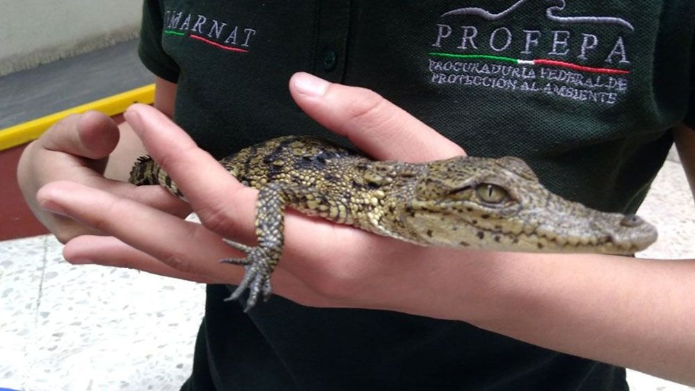 Aseguran cría de cocodrilo en central camionera de Jalisco
