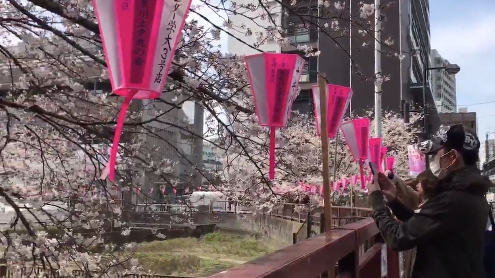 Florecen los cerezos en Tokio