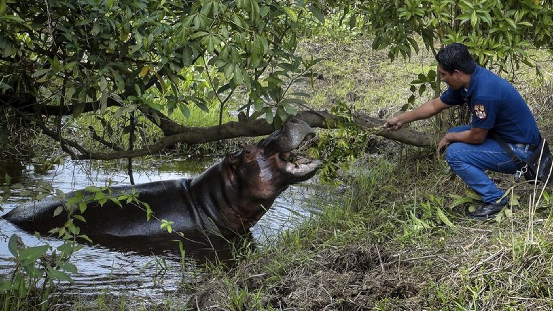 Descubren a hipopótamo suelto en Las Choapas, Veracruz