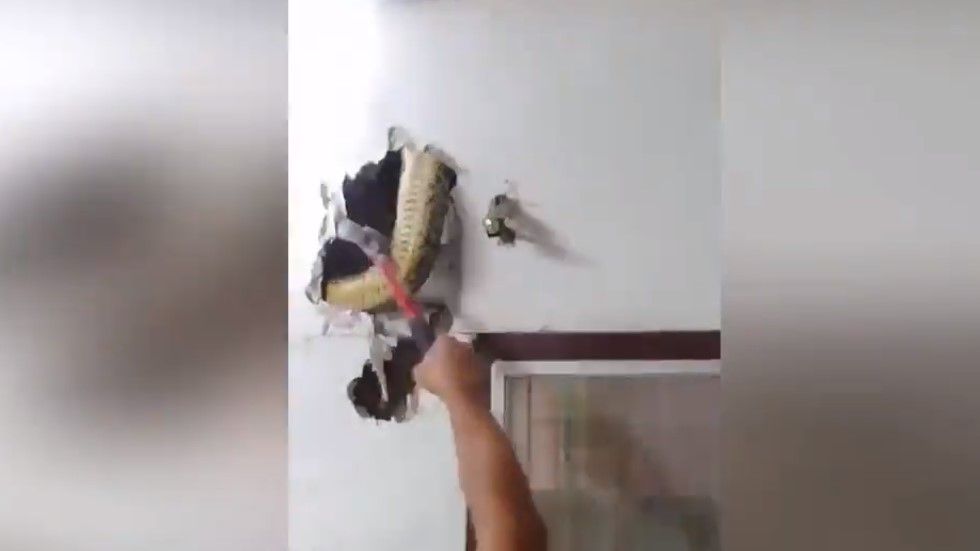 #Video Hombre halla serpiente entre paredes de su casa en Tailandia