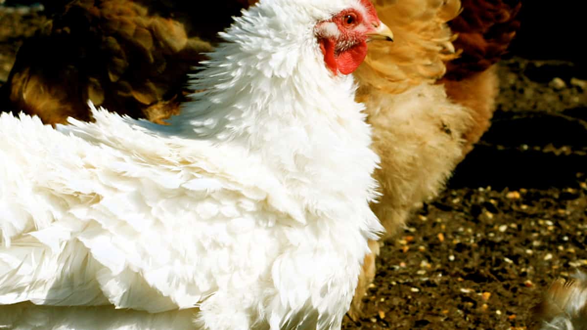 Descubren dos casos de influenza aviar en Guanajuato y Querétaro