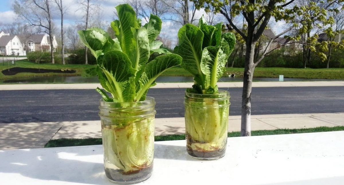 Alimentos que puedes consumir y volver a cultivar en casa