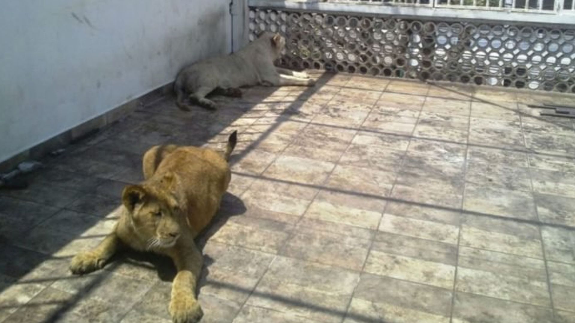 Aseguran leones y guacamayas en la Ciudad de México