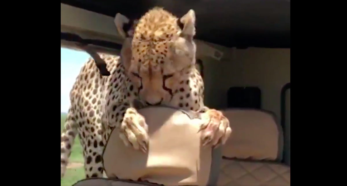 #Video Guepardo aborda jeep en Tanzania