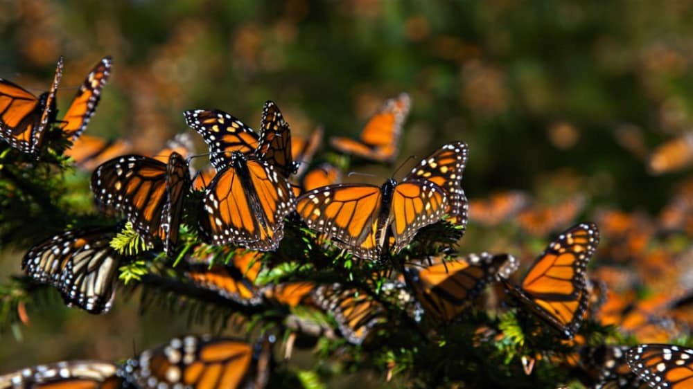 Disminuye población de mariposas monarcas que llegaron a México
