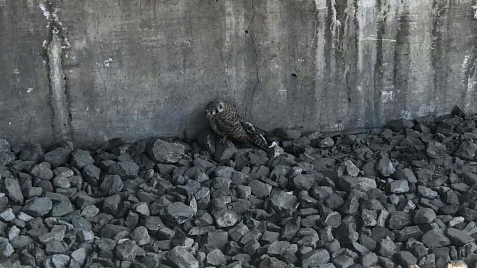 Rescatan a halcón hallado en las vías del Metro Guelatao