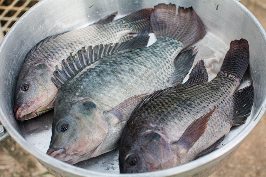 Razones por las que debemos consumir mojarra