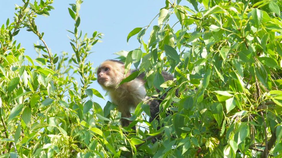 Reubican trampas para atrapar a mono capuchino