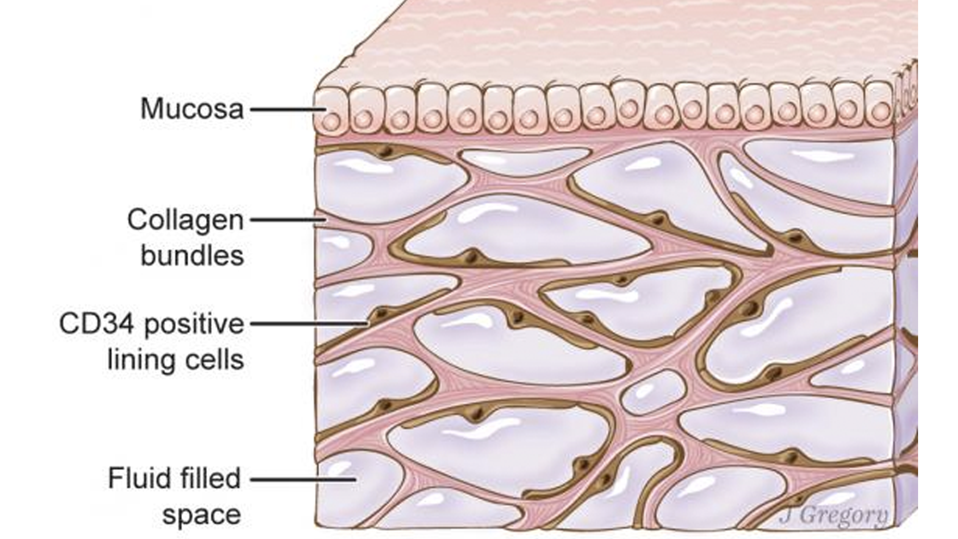 Descubren nuevo órgano del cuerpo humano