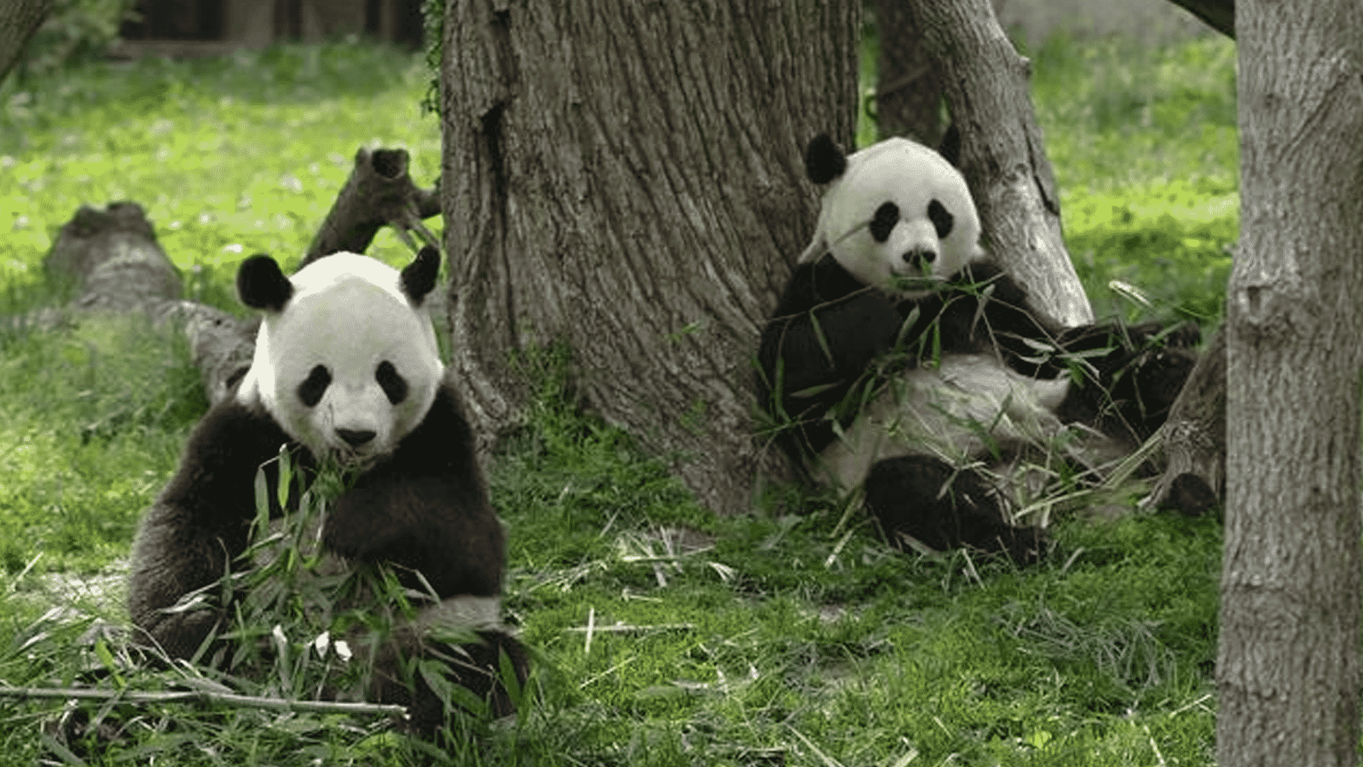 China construirá reserva millonaria para pandas gigantes