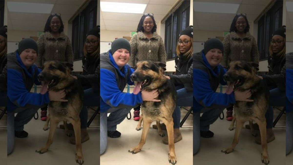 Perro se reúne con su familia tras más de tres años desaparecido