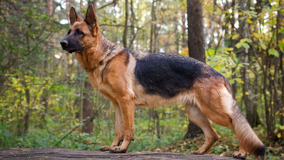 United Airlines envía perro a Japón por error
