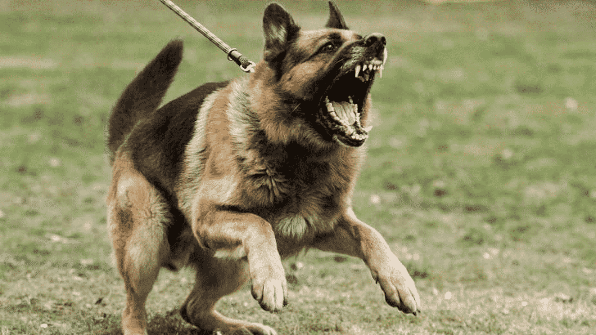 Perro mutila y mata a bebé en Estados Unidos