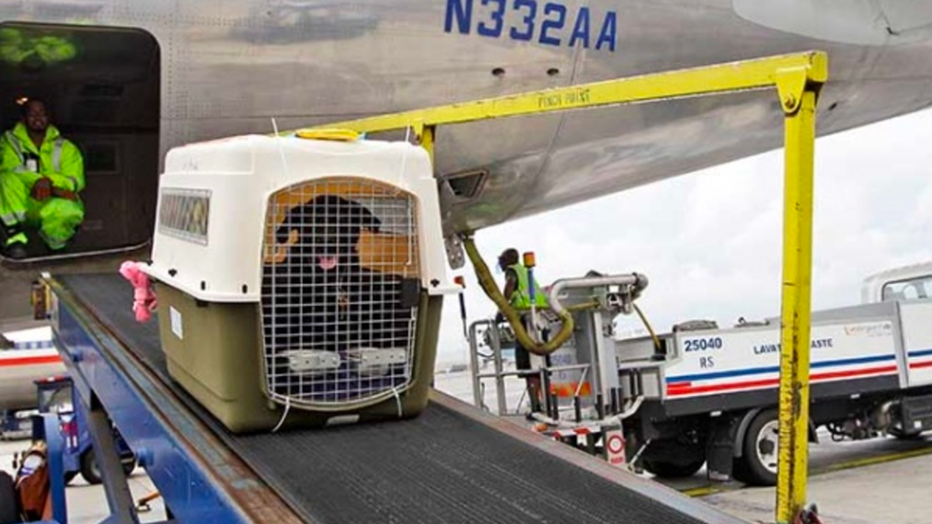 United Airlines suspende transportación de mascotas tras incidentes