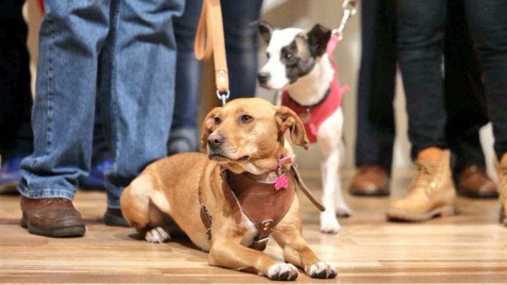 Metro rescata a 103 perros en sus instalaciones