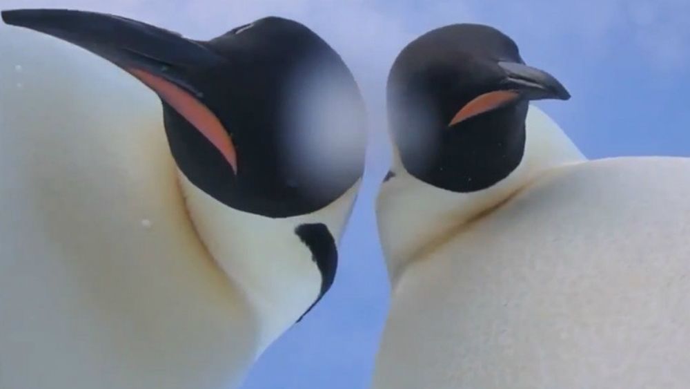 #Video Selfie de pingüinos en la Antártida se hace viral
