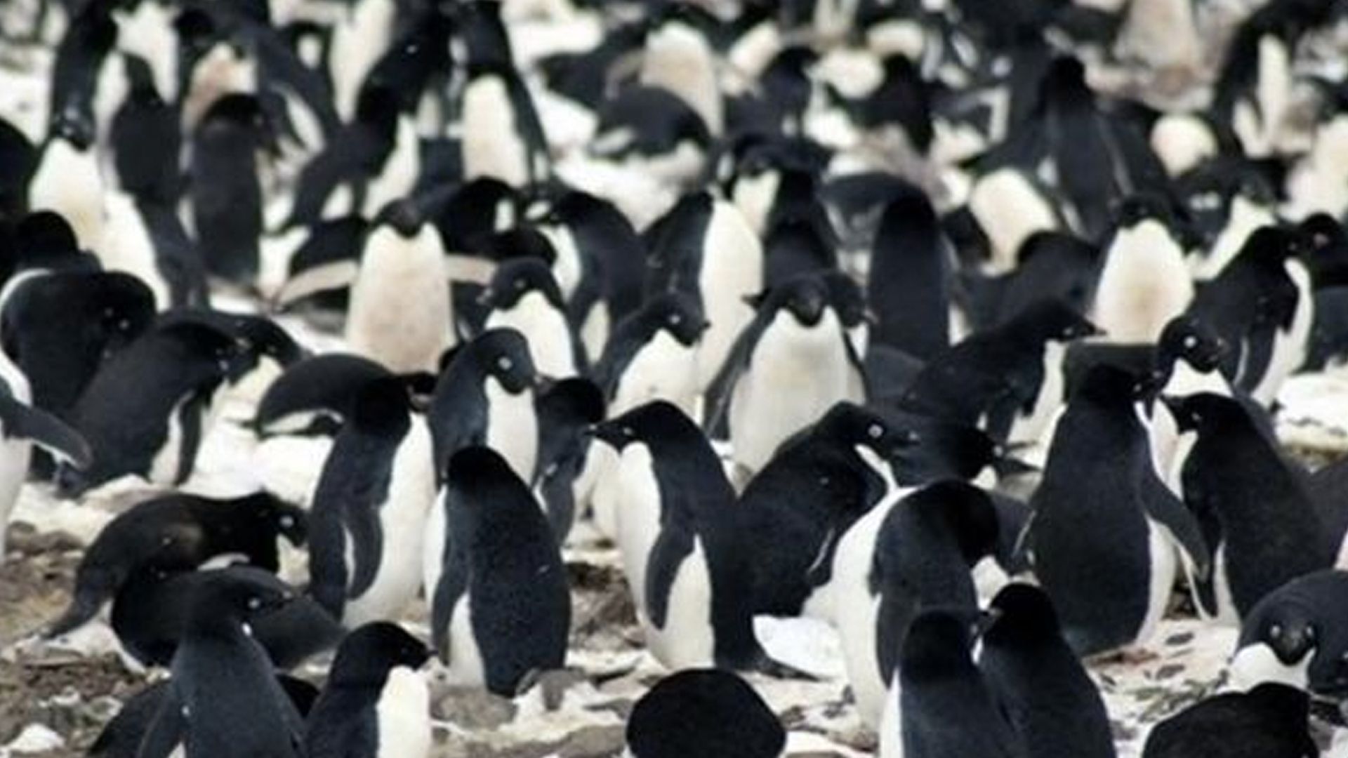 Encuentran supercolonia de pingüinos en la Península Antártica
