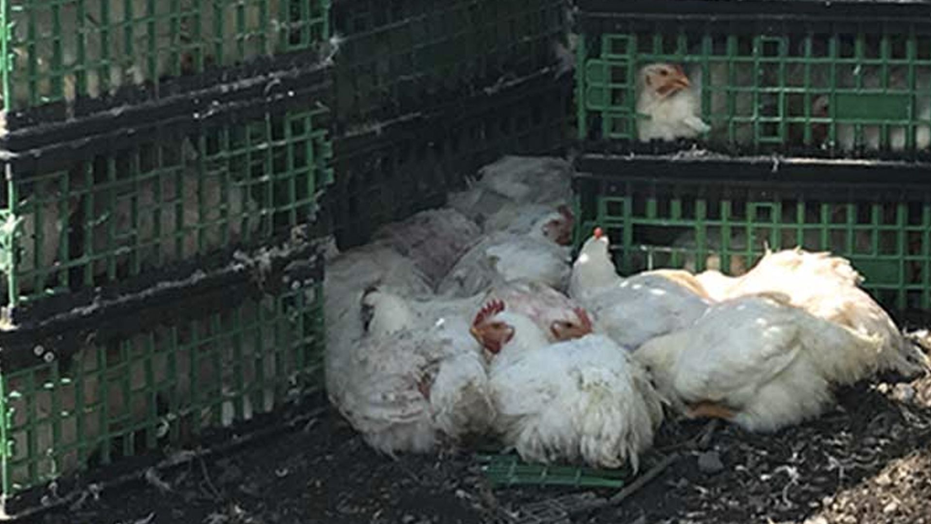 Al menos 100 pollos mueren en volcadura de camión