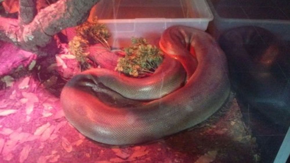 Aseguran 63 especies salvajes en Six Flags de la Ciudad de México