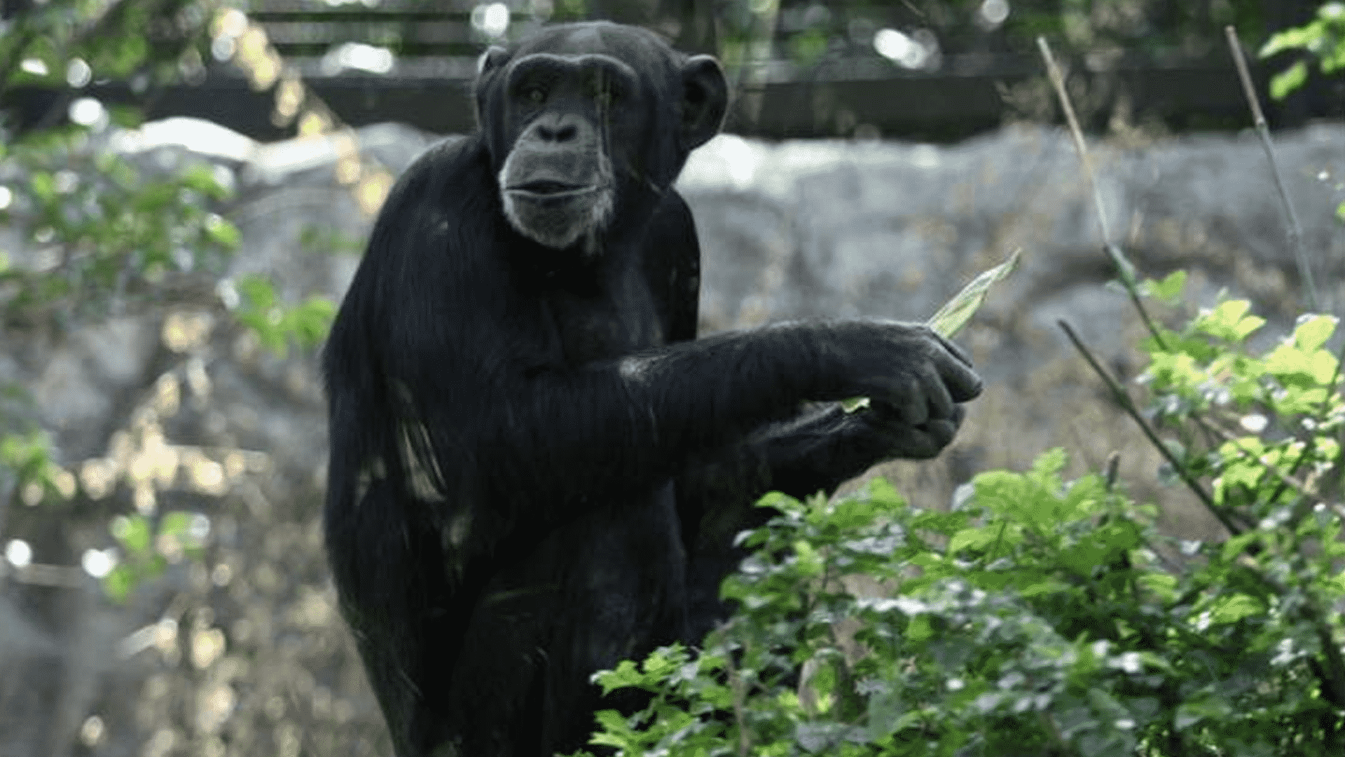 Muere chimpancé Tamba en San Juan de Aragón