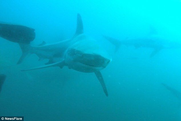 #Video Tiburón ataca a buzo en Sudáfrica