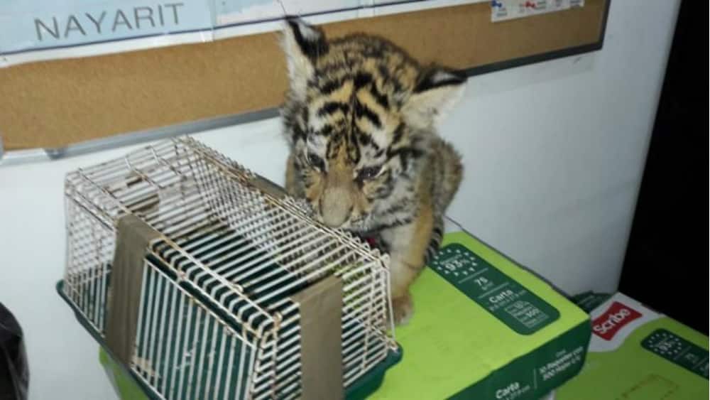 Policía Federal hace recuento de flora y fauna preservada en 2017