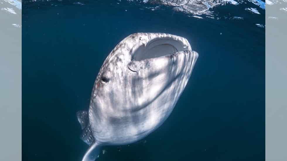 Tiburón ballena juega con turistas en Australia