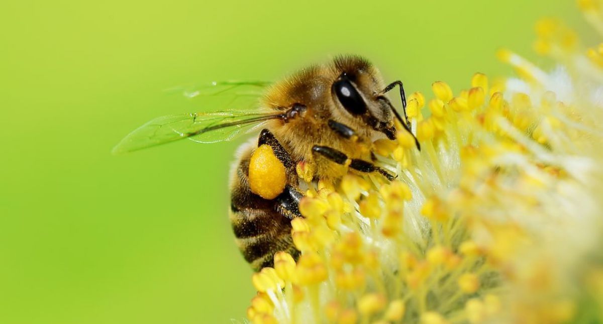 Calentamiento global modifica hora de cena de la naturaleza