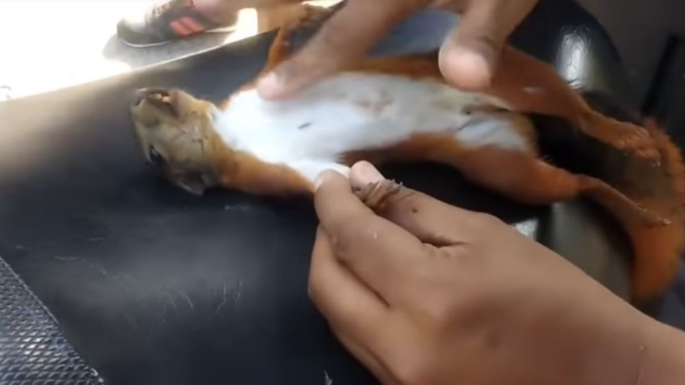 #Video Reviven a ardilla electrocutada en Colombia