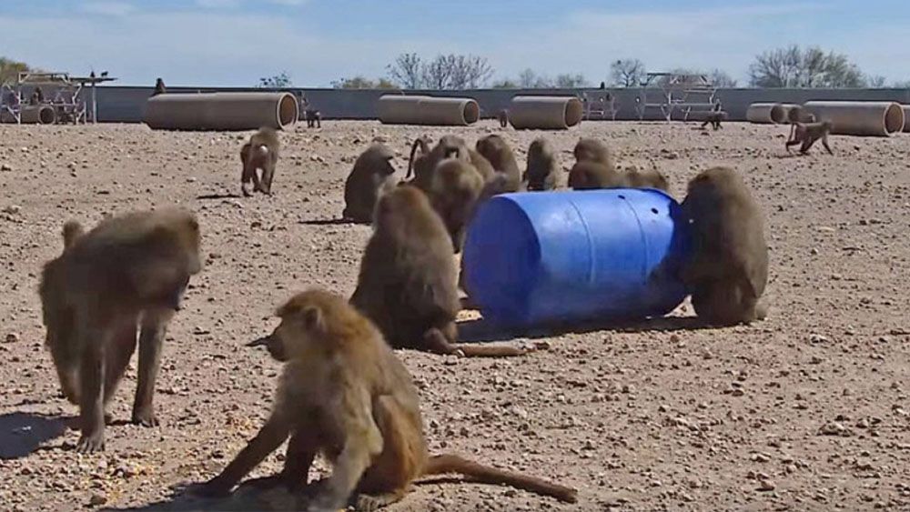 #Video Changos escapan de instalaciones de investigación en Texas
