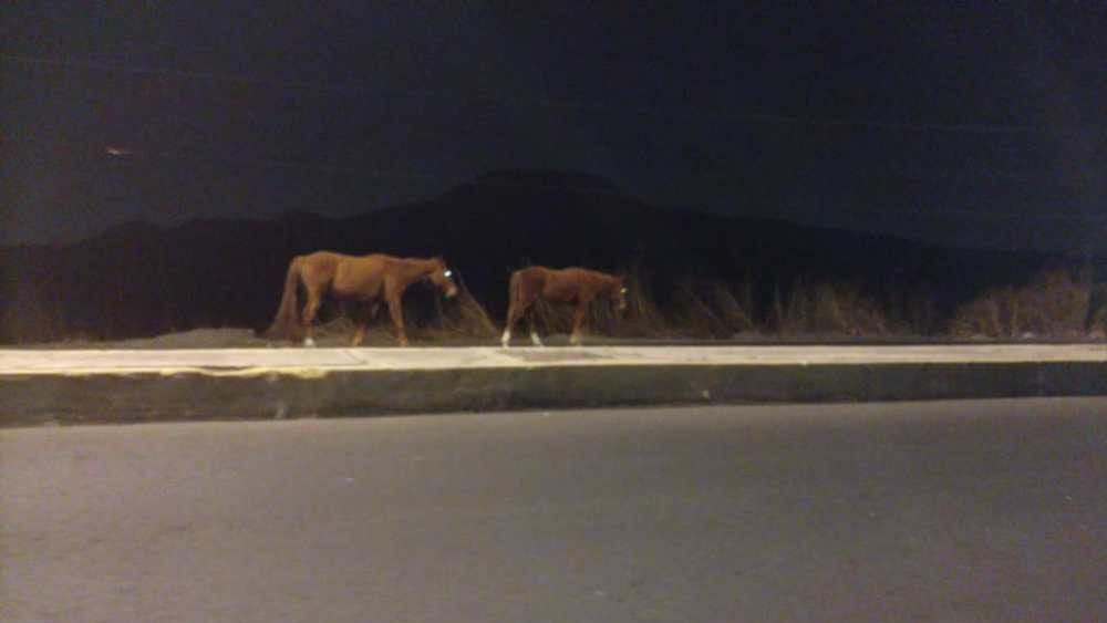 Encuentran a seis caballos deambulando por Eje 10 Sur