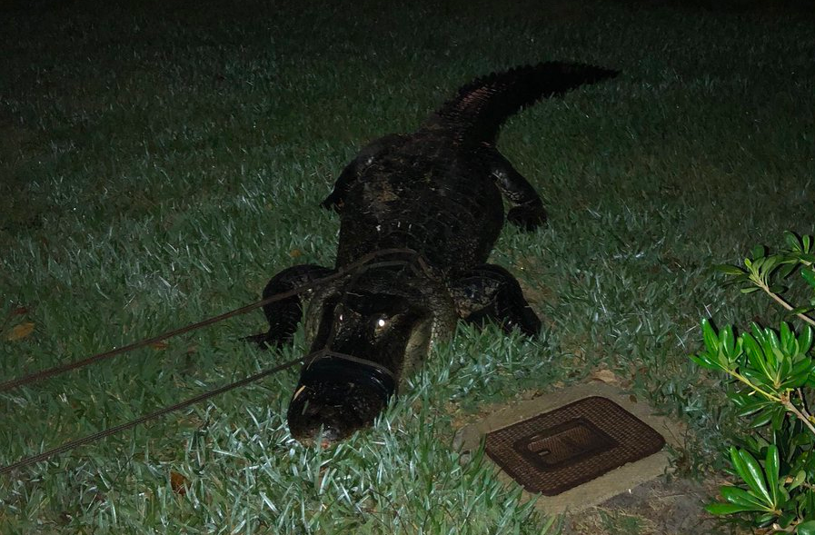 #VIDEO Cocodrilo nada en alberca en Florida