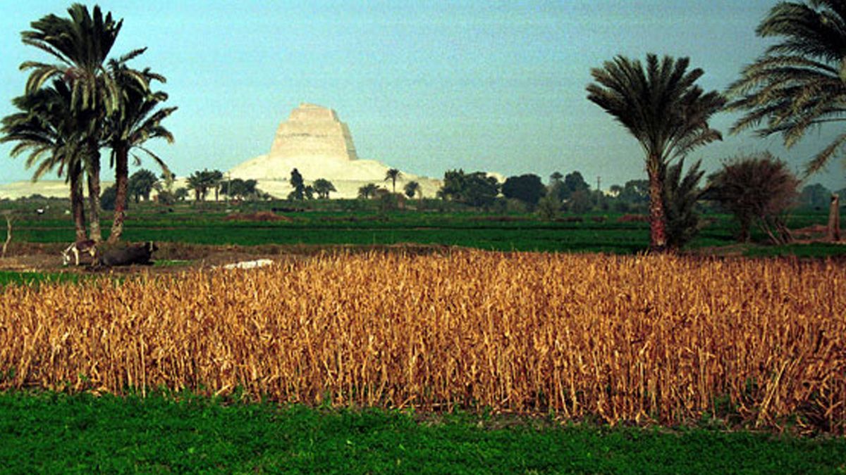 Egipto prohibe cultivos por falta de agua