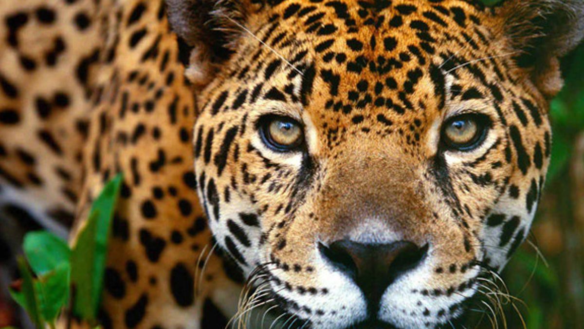 Piden a candidatos hablar sobre derechos de los animales