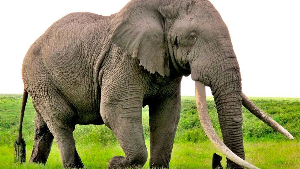 #Video Elefante ataca jeep de turistas buscando alimento