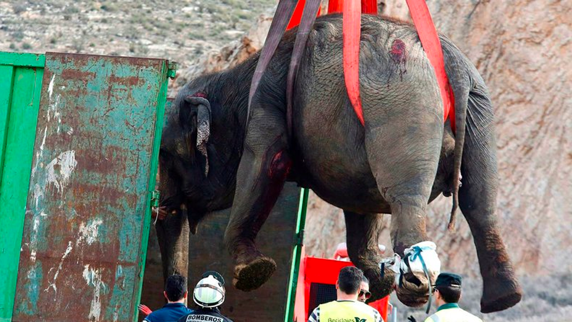 Accidente vial en España deja un elefante muerto y cuatro heridos