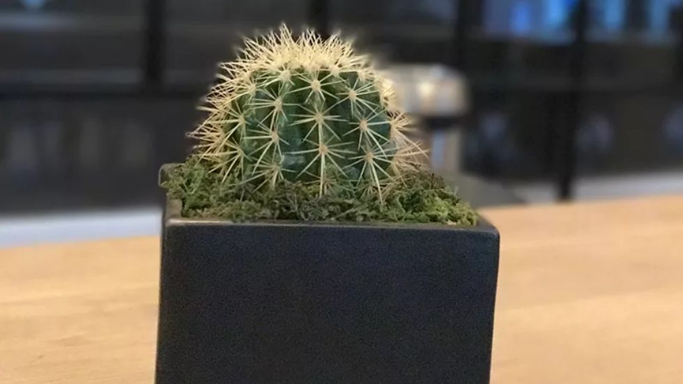 ¿Cómo sacar el mayor provecho de los celulares con doble cámara? - foto-doble-camara