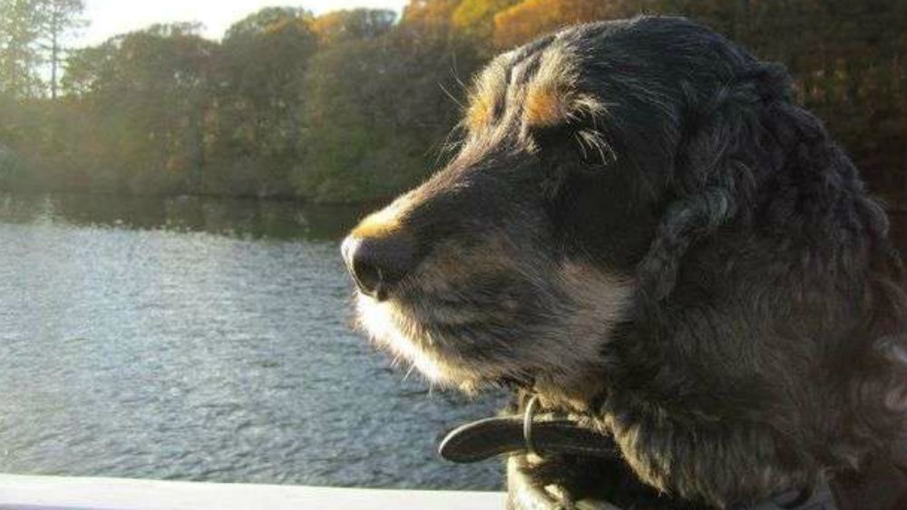 Hombre pierde piernas y parte de rostro por bacteria transmitida por su perro