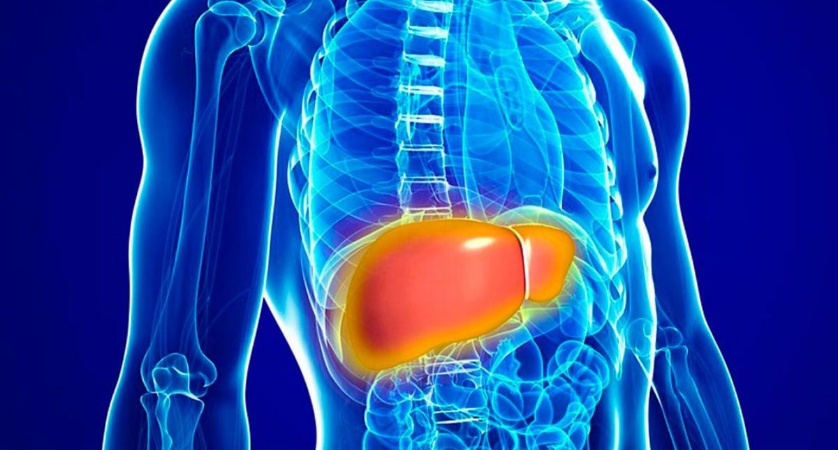 Investigadores descubren proteína que regenera el hígado