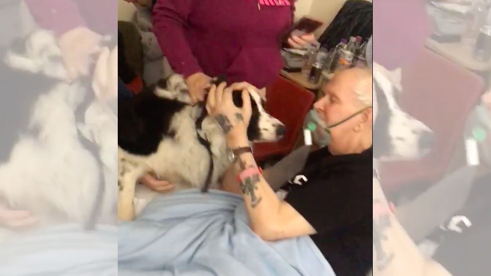 #Video Quería ver a su perro por última vez, el hospital lo cumple