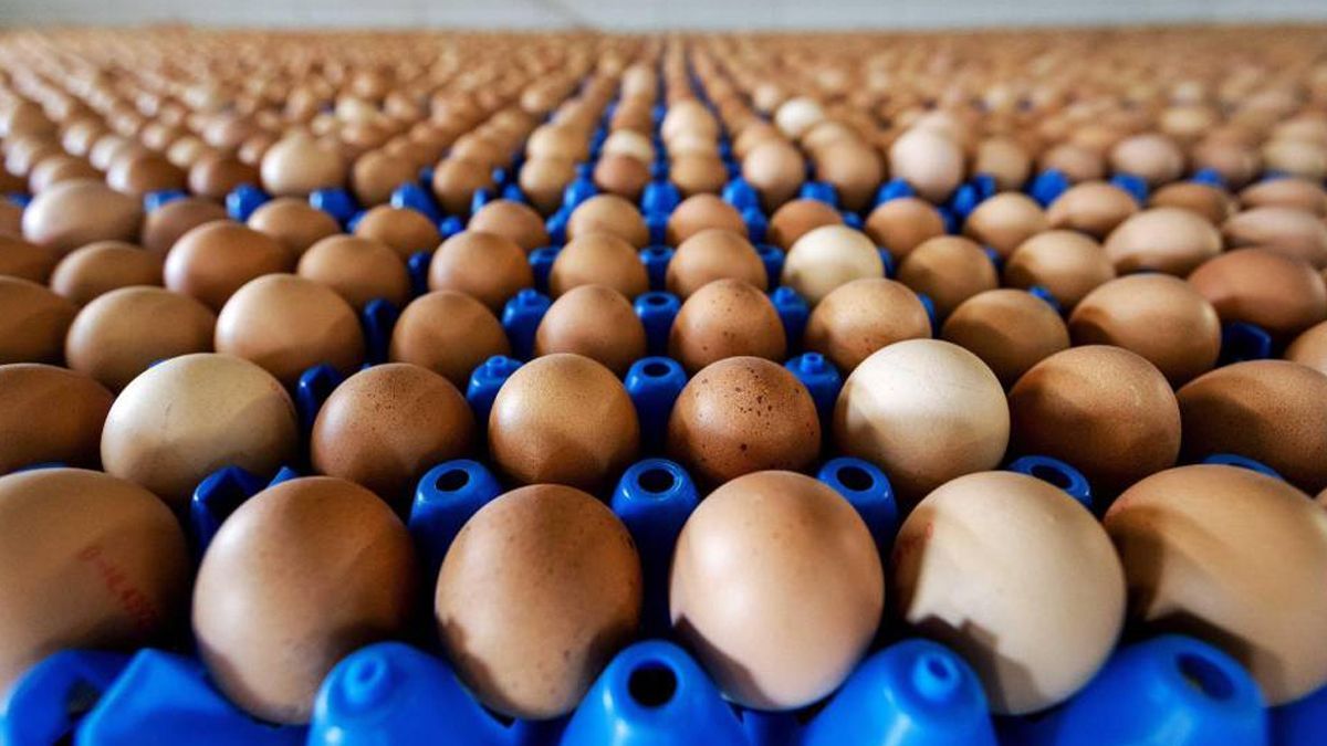 Retiran 200 millones de huevos en EE.UU. por salmonela