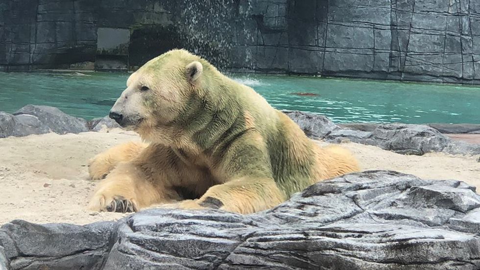 Muere Inuka, el primer oso polar nacido en el trópico - inuka-zoologico-de-singapur-oso-polar-2